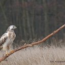 myszołów,,rejon 26